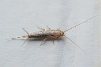 SES Silverfish Control Hobart image 1